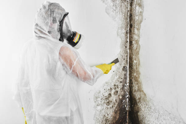 Best Office Mold Removal Services  in Newport, DE