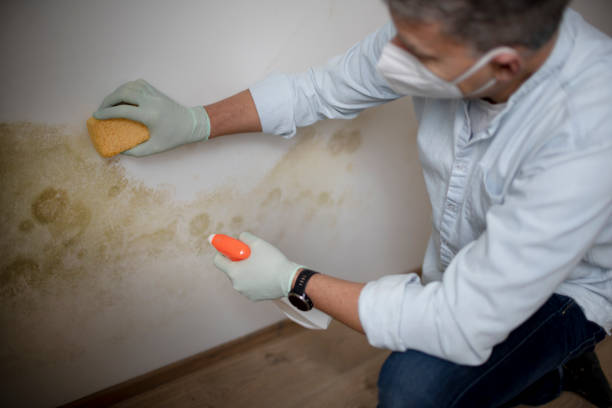 Best Commercial Mold Removal  in Newport, DE