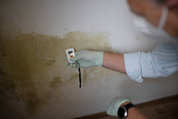 Best Certified Mold Removal  in Newport, DE