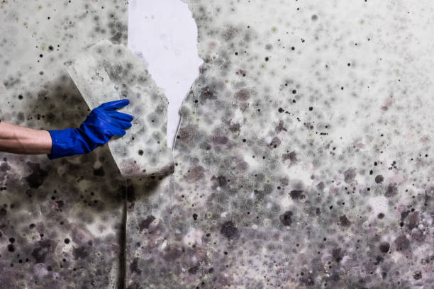 Best Same-Day Mold Removal  in Newport, DE