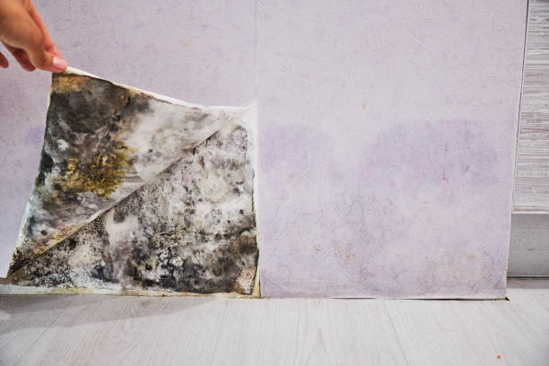 Best Crawl Space Mold Removal  in Newport, DE